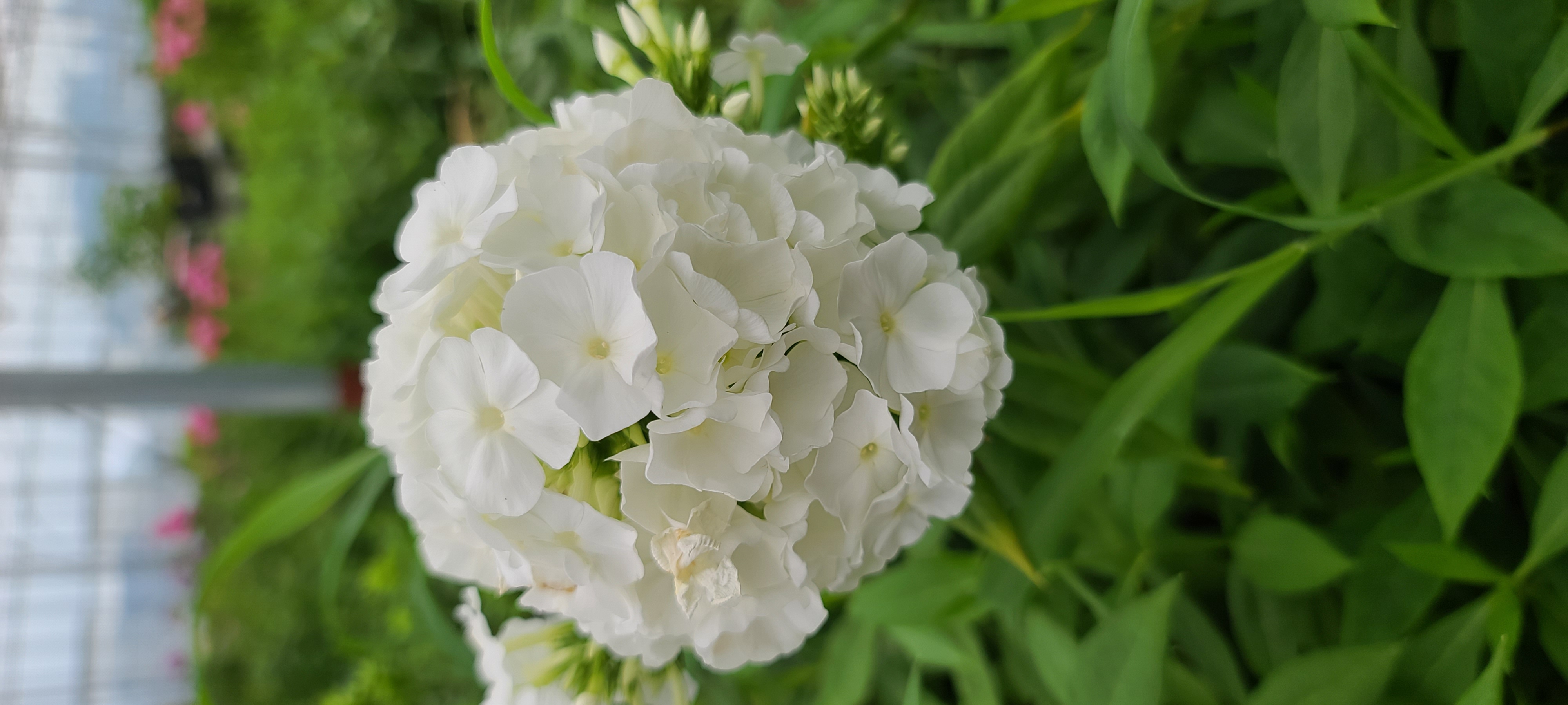 Phlox paniculata 'David'